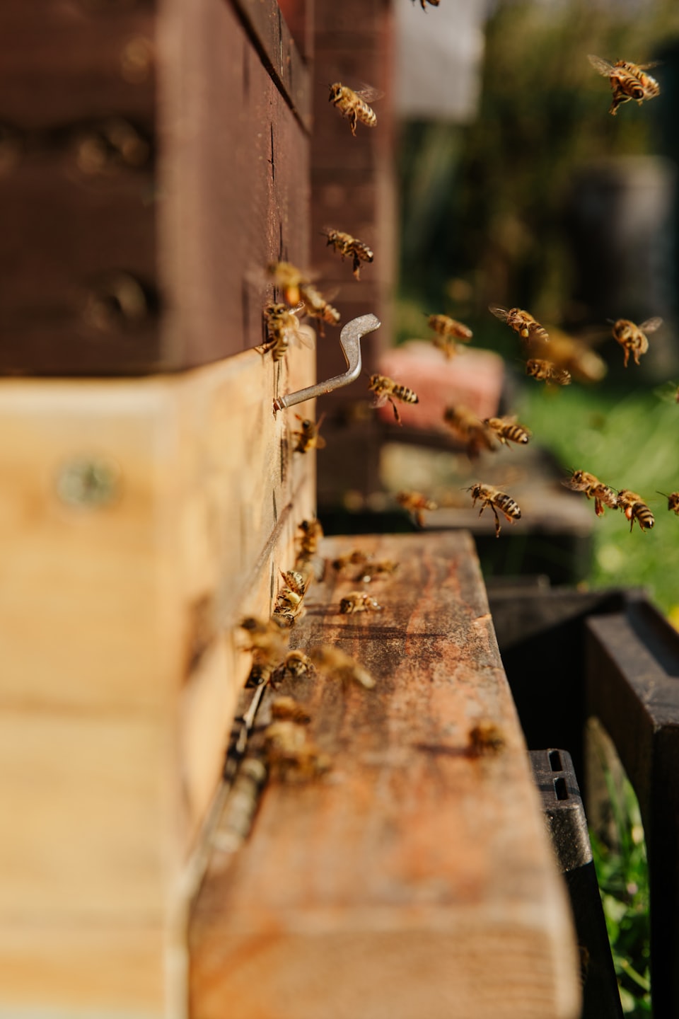 Bienen im Anflug