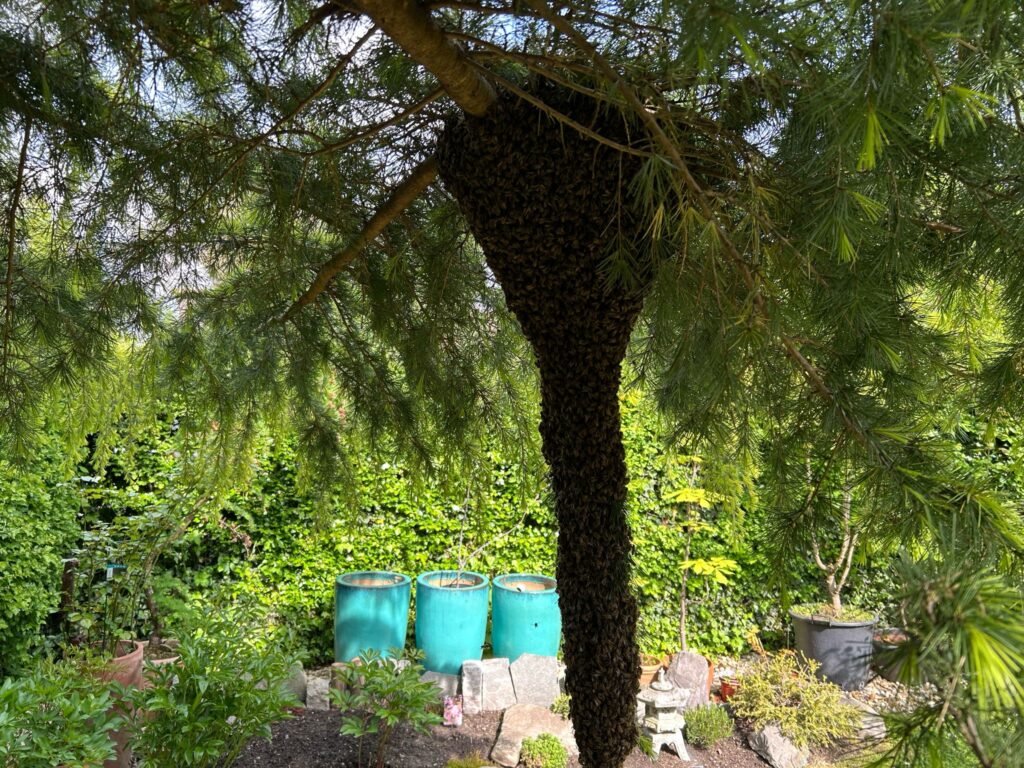 Bienenschwarm an Baum in Moers