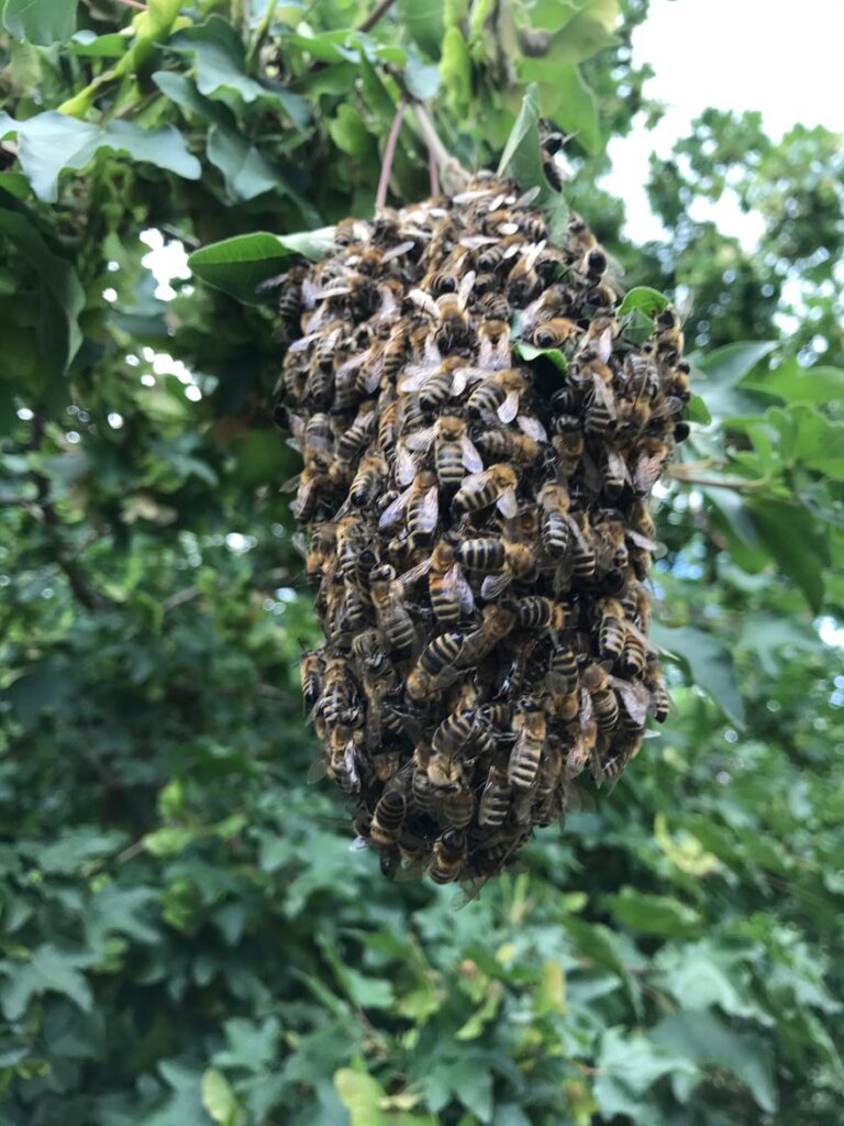 Ein kleiner Bienenschwarm im Baum