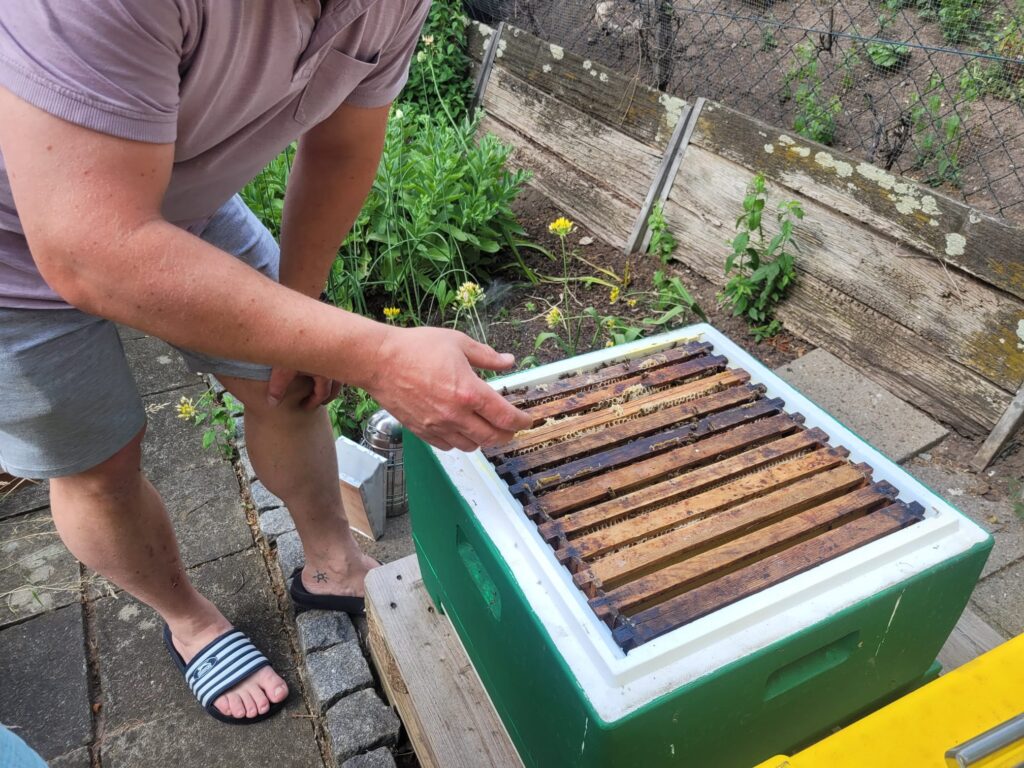 Eine offene Bienen Beute 2024 im Bienenquartier Moers