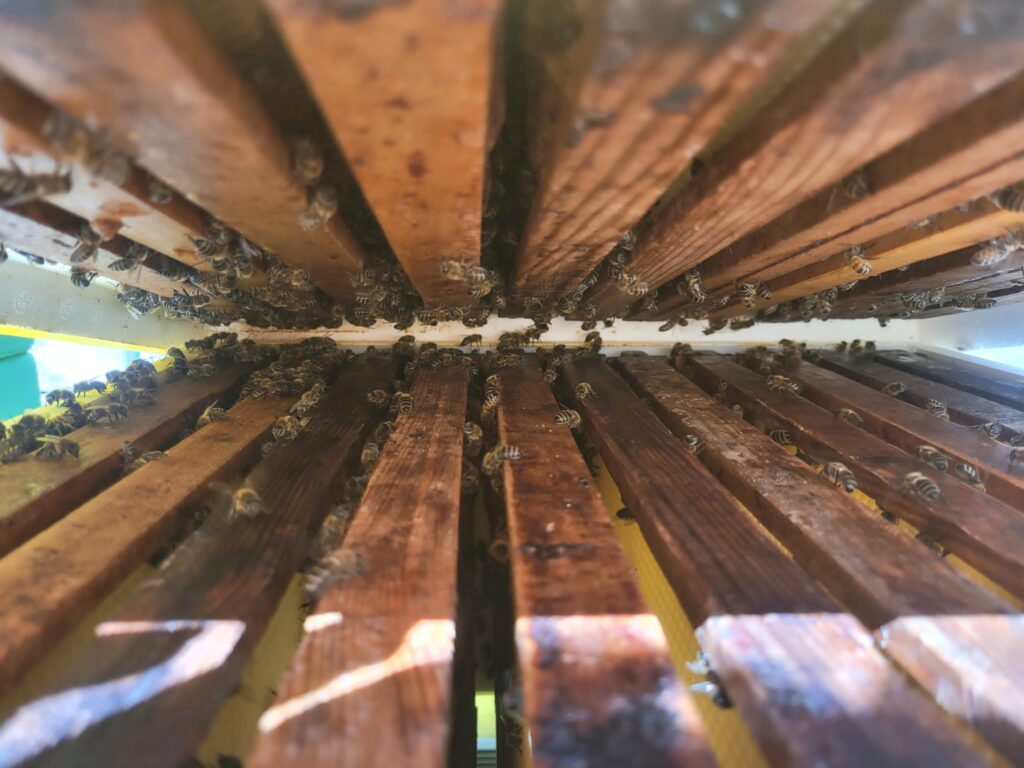 Bienen in der Zarge