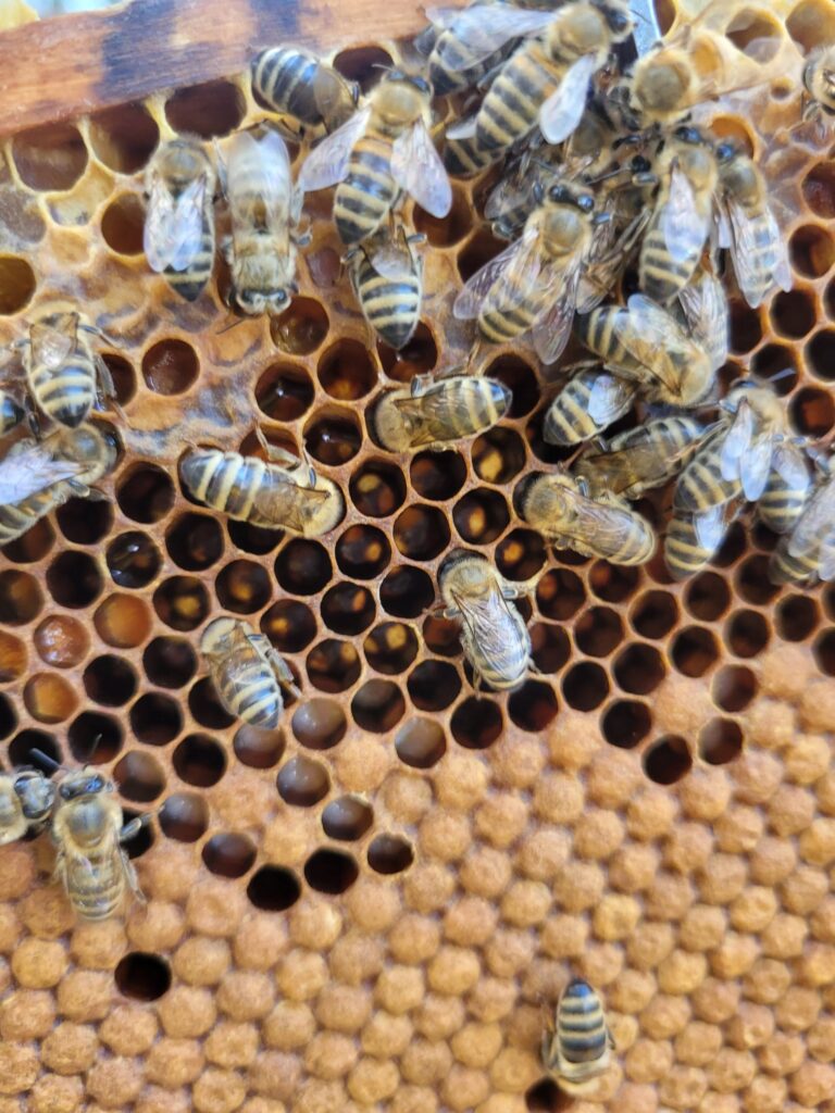 Bienen auf einer Wabe bei der Arbeit