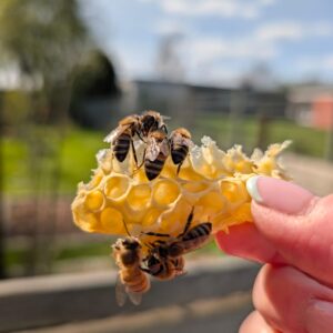 Bienen auf ein Stück Wachs