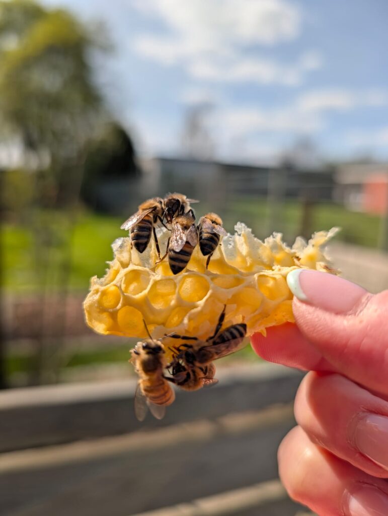Bienen auf ein Stück Wachs
