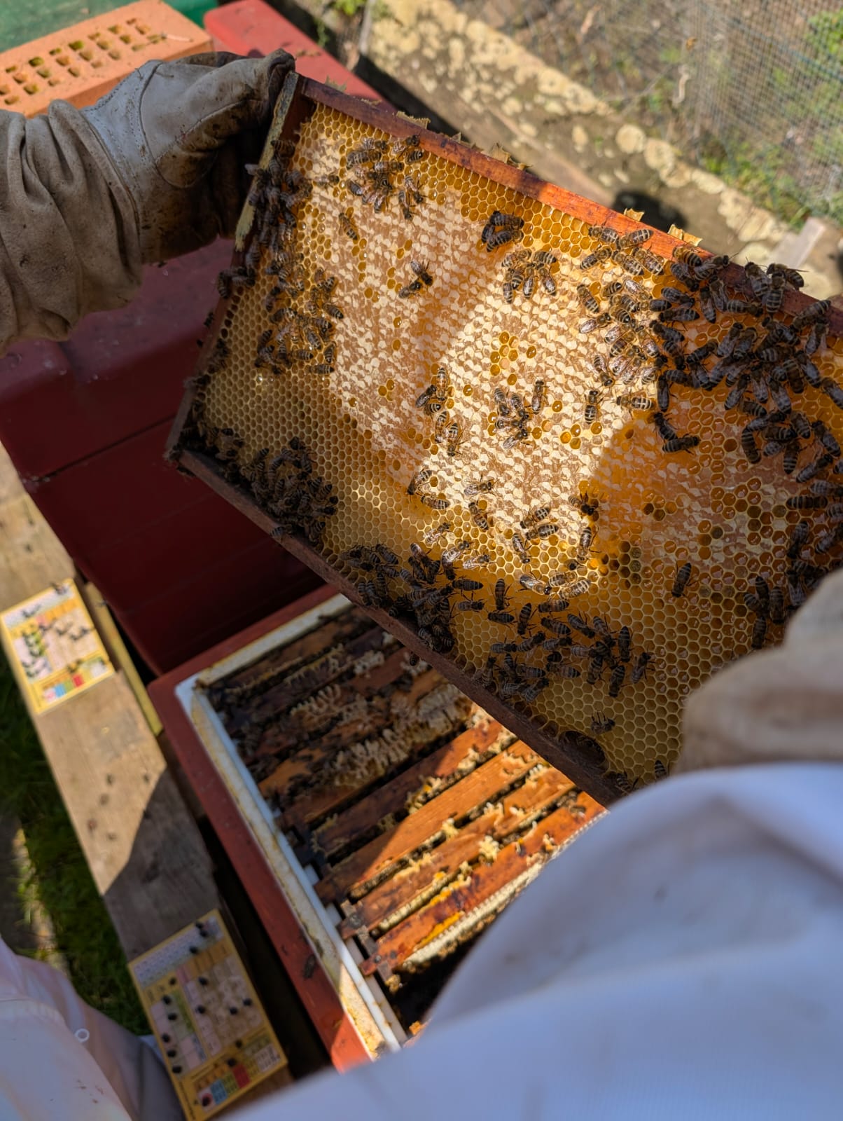 Imkern im Rhythmus der Natur: Der ultimative Jahresplaner für Bienenfreunde