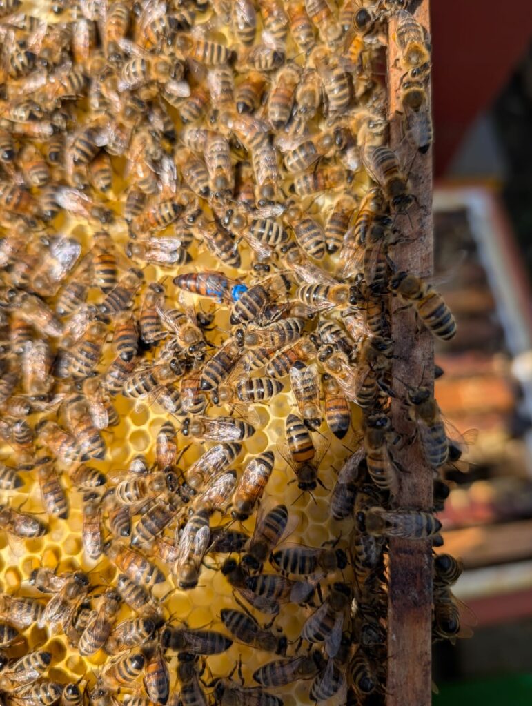 Bienen mit der Königin auf der Wabe