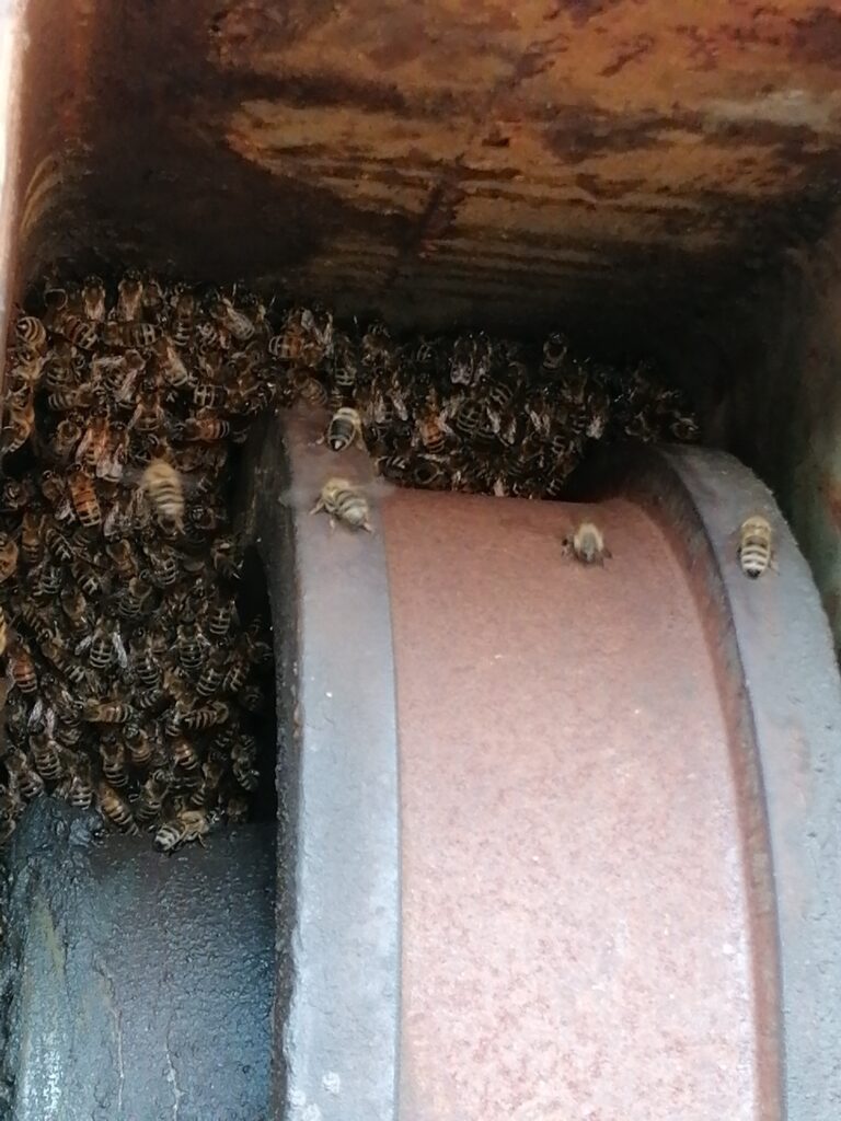 Bienenschwarm im Kran in Essen