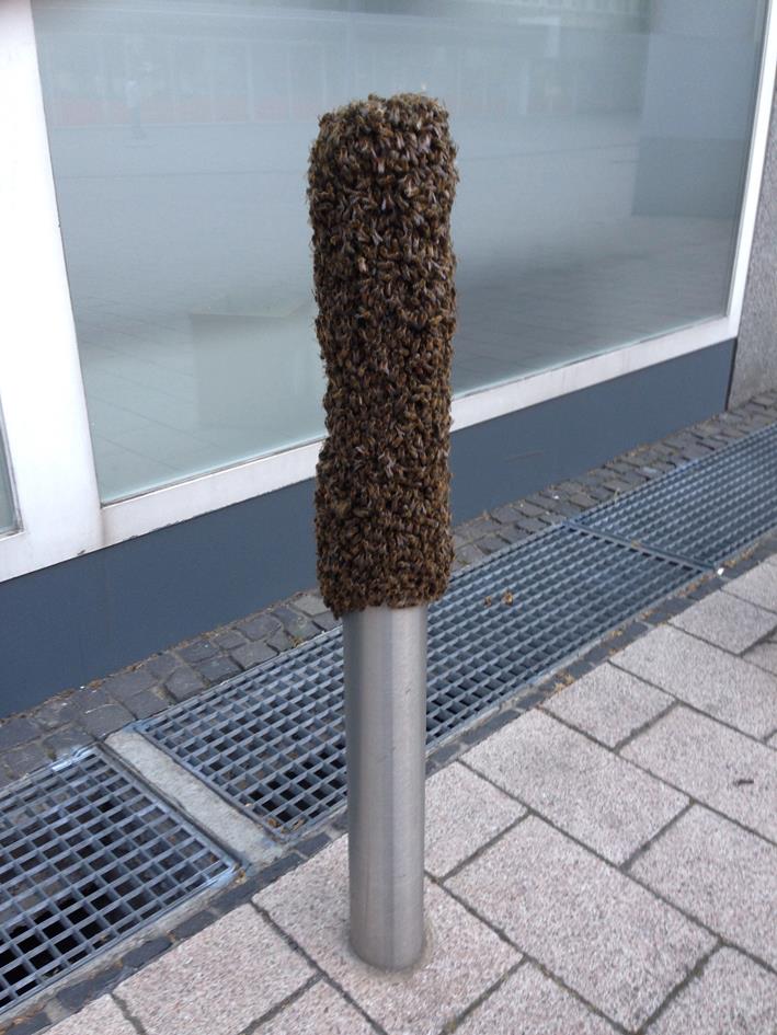 Bienenschwarm an Poller Sparkasse Duisburg