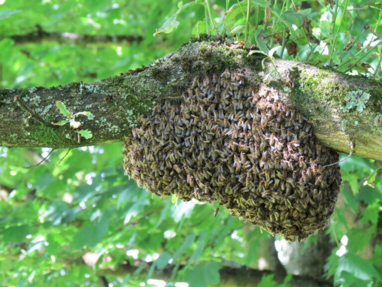 Ein Bienenschwarm an einem Ast