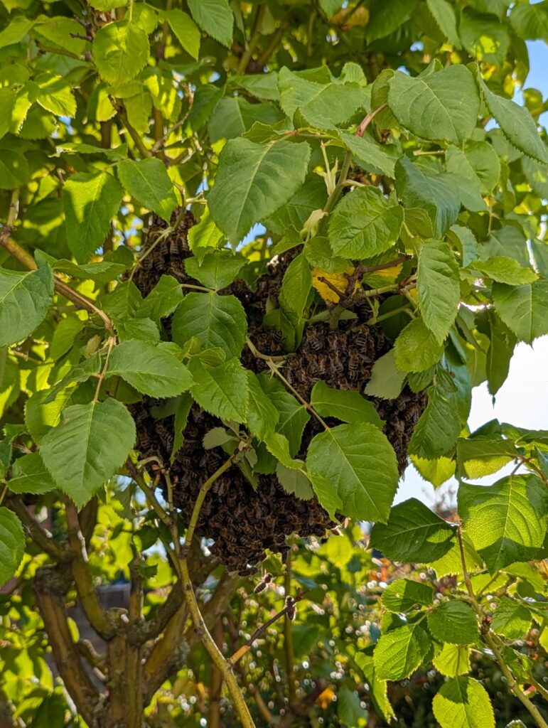 Ein Bienenschwarm im Rosenstrauch