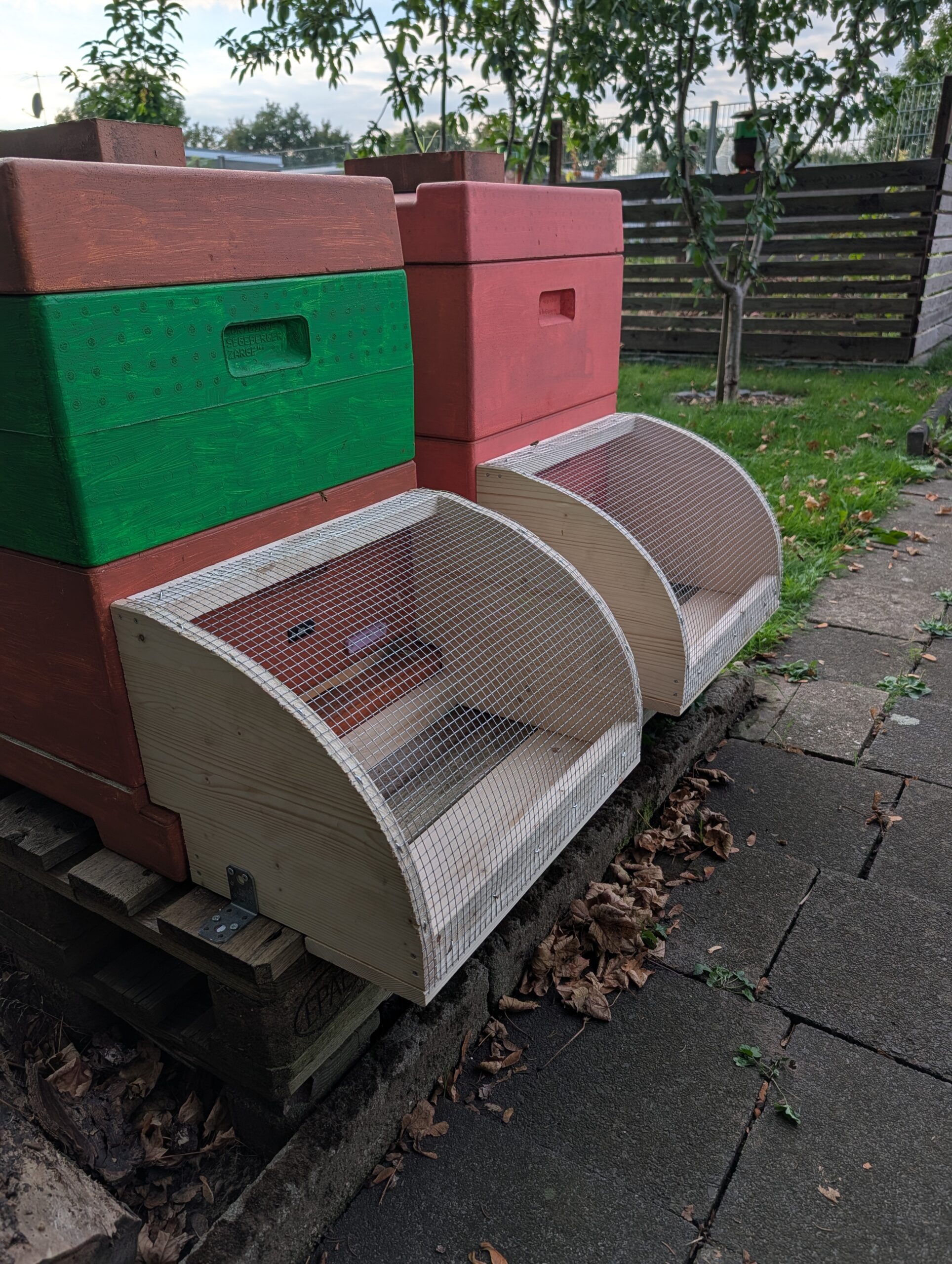 Herbstbilanz: Die Asiatische Hornisse hat unseren Bienen schwer zugesetzt